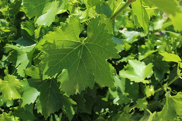 Weintrauben Blätter Extrakt
